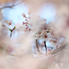 さくら/春/🍘/桜/サクラ/空/... 手前の桜を見るんじゃなくて、奥の桜を手前…(1枚目)