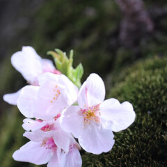 桜/胴吹桜/春/生命力/はじめてフォト投稿 幹に咲く桜から強い生命力を感じました。(1枚目)