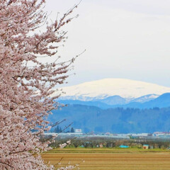 心のよりどころ/桜/月山/わたしのお気に入り 雪化粧の月山と桜、そしてのどかでほっとす…(1枚目)
