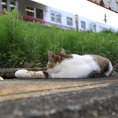 わたしのお気に入り 線路の傍でお昼寝中の野良猫。電車が通過し…(1枚目)
