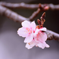 ＃寒桜/＃さくら/＃桜/＃花/＃日本/＃Japan/... 桜だけどあったかい感じだけではなくちょっ…(1枚目)