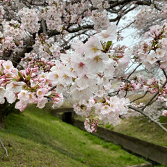 🌸桜に癒される/桜/さくら🌸/おでかけ 通りすがり桜見て癒されます🌸
(1枚目)