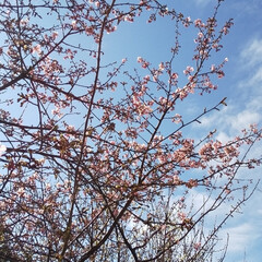 河津桜/桜/さくら/おでかけ 早咲き

🌸河津桜🌸
河津まで行かなくて…(2枚目)