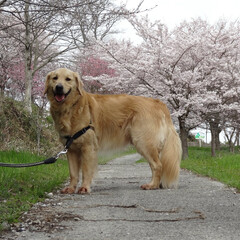 ゴールデンレトリバー/桜/お散歩/うちの子自慢 桜の季節に撮影しました。ここはお気に入り…(1枚目)