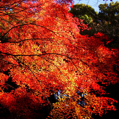 紅葉/等々力不動尊/おでかけワンショット 東京でも見事な紅葉を楽しめます。等々力不…(1枚目)