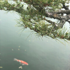 香川/栗林公園/旅行/鯉/はじめてフォト投稿 鯉が優雅に泳いでいる姿(1枚目)