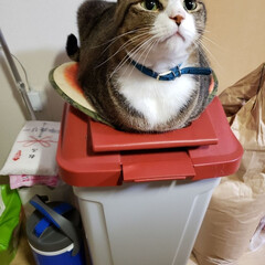 猫好き仲間募集/フォローバックします/猫好きさんと繋がりたい/猫/ここ/タグニャンずplusワン/... ゴミを捨てよーと思ったらゴミ箱の上にここ…(1枚目)