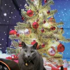 クリスマスツリー/猫/クリスマス クリスマスツリーのタペストリーを購入。新…(1枚目)