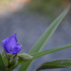 花/植物/紫/はじめてフォト投稿 何の花だろう？

庭に見知らぬ花が咲いた(1枚目)