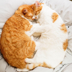 猫/cat/兄弟/茶トラ/白ネコ/かわいい/... 兄弟愛を感じる1枚です。
もうすぐ2歳！…(1枚目)