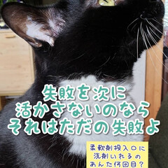 令和元年フォト投稿キャンペーン 猫によくある洗濯機の失敗をなじられる😭😭😭(1枚目)