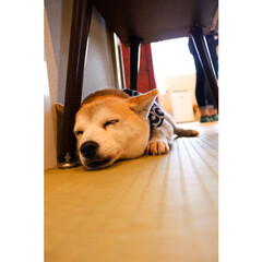 おでかけワンショット 鎌倉の豆柴カフェで撮った１枚
お昼寝中の…(1枚目)