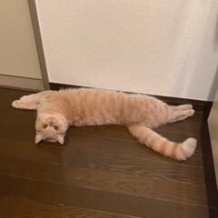 まきまきが投稿したフォト カープ猫ですにゃ 下手でごめんなさいですにゃ 19 07 26 22 44 09 Limia リミア