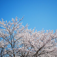 はじめてフォト投稿/桜/風景/春/花 堂々としているようでどこか儚い。(1枚目)