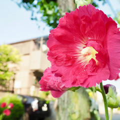 花/おでかけ/日常/キレイ/赤/フォト/... 道端で咲いていた花を思わず撮ってみました…(1枚目)