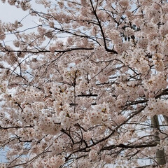 近所/おでかけ/ウォーキング/お散歩/お花見/桜 今日も快晴☀️
桜🌸を見にお散歩へ。
色…(5枚目)