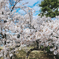 木蓮/桜/お散歩/おでかけ/暮らし 風が少し冷たかったけどお散歩に行ってきま…(2枚目)