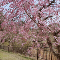 近所/おでかけ/ウォーキング/お散歩/お花見/桜 今日も快晴☀️
桜🌸を見にお散歩へ。
色…(2枚目)