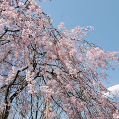 花/花見/おでかけ/外出/運動/ウォーキング/... 今日もウォーキング♪
桜のグラデーション…(1枚目)