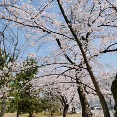 癒し/花/椿/桜/外出/お出かけ/... 今日もお散歩日和🎵
桜🌸や椿🌹がキレイで…(1枚目)