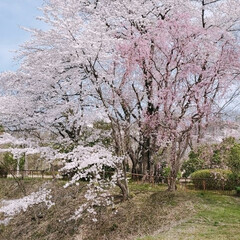近所/おでかけ/ウォーキング/お散歩/お花見/桜 今日も快晴☀️
桜🌸を見にお散歩へ。
色…(3枚目)