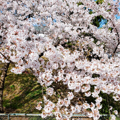 木蓮/桜/お散歩/おでかけ/暮らし 風が少し冷たかったけどお散歩に行ってきま…(1枚目)