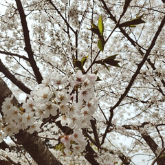 ドライブ/桜/花見/塩釜/イタリアン/ランチ ある日のランチ😋
お花見の帰りに。
ここ…(2枚目)