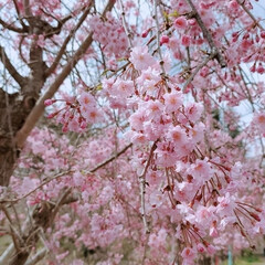 近所/おでかけ/ウォーキング/お散歩/お花見/桜 今日も快晴☀️
桜🌸を見にお散歩へ。
色…(1枚目)