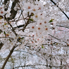 近所/おでかけ/ウォーキング/お散歩/お花見/桜 今日も快晴☀️
桜🌸を見にお散歩へ。
色…(4枚目)