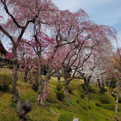 ドライブ/桜/花見/塩釜/イタリアン/ランチ ある日のランチ😋
お花見の帰りに。
ここ…(1枚目)
