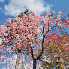 木蓮/桜/お散歩/おでかけ/暮らし 風が少し冷たかったけどお散歩に行ってきま…(4枚目)