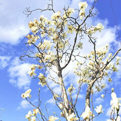 木蓮/桜/お散歩/おでかけ/暮らし 風が少し冷たかったけどお散歩に行ってきま…(3枚目)
