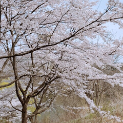 近所/おでかけ/ウォーキング/お散歩/お花見/桜 今日も快晴☀️
桜🌸を見にお散歩へ。
色…(6枚目)
