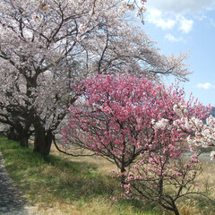 わたしのGW 気分を変えて桜でも見に行こう。
栃木市宮…(1枚目)