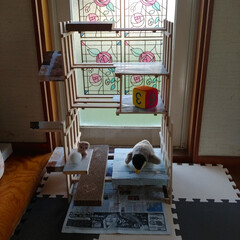 親バカ/キャットタワー/猫のいる生活/猫との暮らし/DIY 今日は結に遊ぶ所を作ってあげました。
キ…