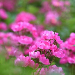 ピンク/花/バラ/はじめてフォト投稿 ピンクの小さなバラがたくさん咲いていて、…(1枚目)