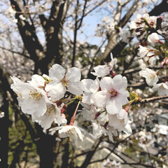 「春が来た〜」(1枚目)