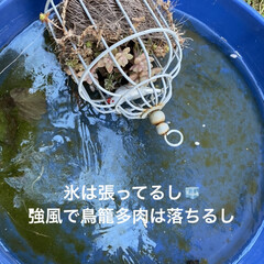 ベッド/ベッド　リメイク/氷/寒波/多肉/多肉植物 西日本ですが、今日は一日　氷が溶けないほ…(1枚目)