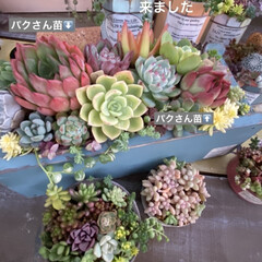 100均 セリア 多肉植物寄せ植えのフォトまとめ Limia リミア