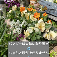 トカゲ/猫/多肉/多肉植物/花壇 
モハーブ買いました🙌
パリパリの花びら…(7枚目)