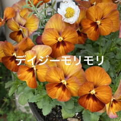 トカゲ/猫/多肉/多肉植物/花壇 
モハーブ買いました🙌
パリパリの花びら…(5枚目)