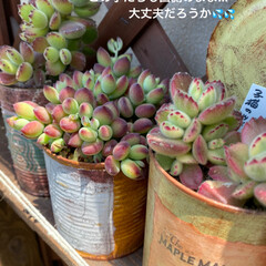 ガーデン/サボテン/多肉棚/多肉植物 冬場、東の多肉棚は日があまり当たらないの…(4枚目)