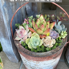 ジュレた多肉/多肉植物のある暮らし/多肉植物寄せ植え/多肉植物/多肉 水不足の こまる地方 台風の雨はきたいを…