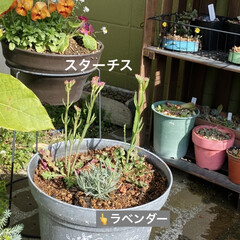 トカゲ/猫/多肉/多肉植物/花壇 
モハーブ買いました🙌
パリパリの花びら…(2枚目)