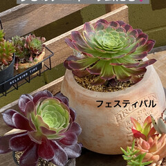 アエオニウム/多肉/多肉植物 多肉植物の中でも✨
アオエニウム族がお…