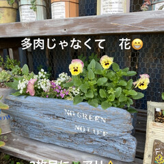 カエル/メダカ/多肉棚/ガーデン/寄せ植え/ビオラ寄せ植え/... 今日は 息子ちゃんの試合❗️
県内の子達…