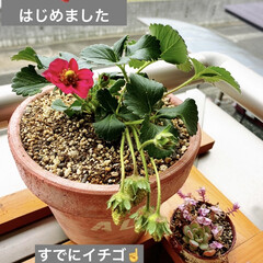 いちご/いちご栽培/四季ナルいちご/四季ナルいちご トスカーナ/多肉/多肉植物/... ベランダでイチゴ🍓はじめました
四季ナ…