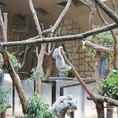 コアラ/東山動物園/はじめてフォト投稿 東山動物園で見たコアラの親子。
(1枚目)