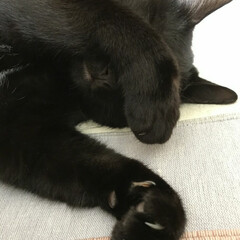 黒ねこ/黒猫/はじめてフォト投稿/にゃんこ同好会/うちの子ベストショット/猫派 まぶしい寝ん(関西弁？)(1枚目)