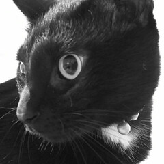 黒ねこ/黒猫/はじめてフォト投稿/にゃんこ同好会/うちの子ベストショット/猫派 黒猫を敢えてモノクロ撮影してみました（笑）(1枚目)